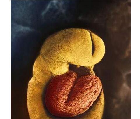 妈妈不易！显微镜下的胎儿成长历程，5.8母亲节打个电话问候下