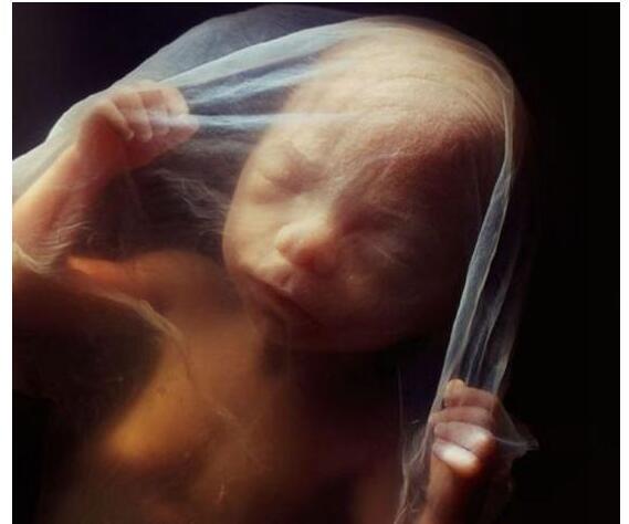妈妈不易！显微镜下的胎儿成长历程，5.8母亲节打个电话问候下