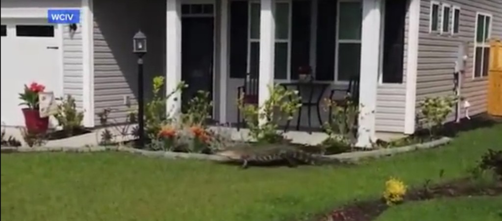 男子溜狗时，发现有只鳄鱼在邻居门前徘徊，结果就录下这惊人画面