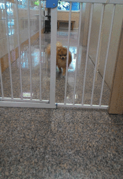 狗狗为了自由集体“越狱”，笼子竟然成了摆设！