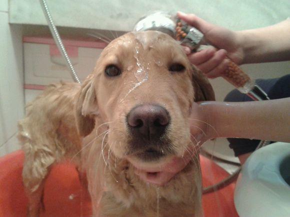 给你家怕水的狗狗洗澡时，如何与它斗智斗勇