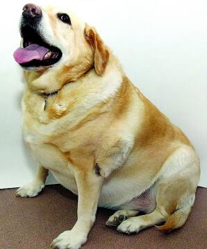 狗狗过度肥胖竟能引发这么多疾病，敢快给狗狗减肥吧！
