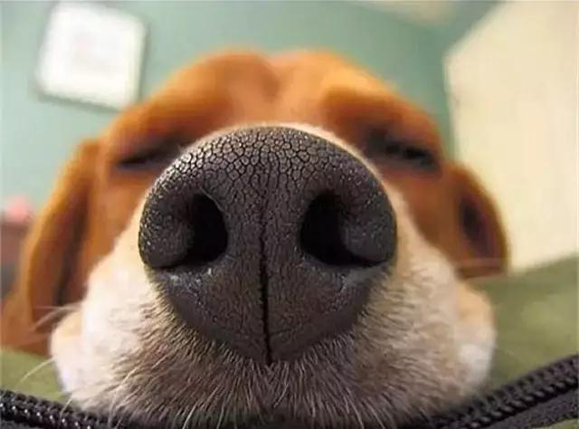 传说中的“狗鼻子”向你靠近的时候，竟然藏着狗狗这么多心思！