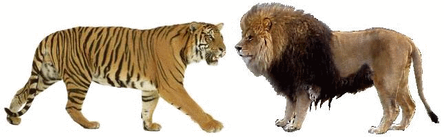 老虎狮子全方位比较（一）