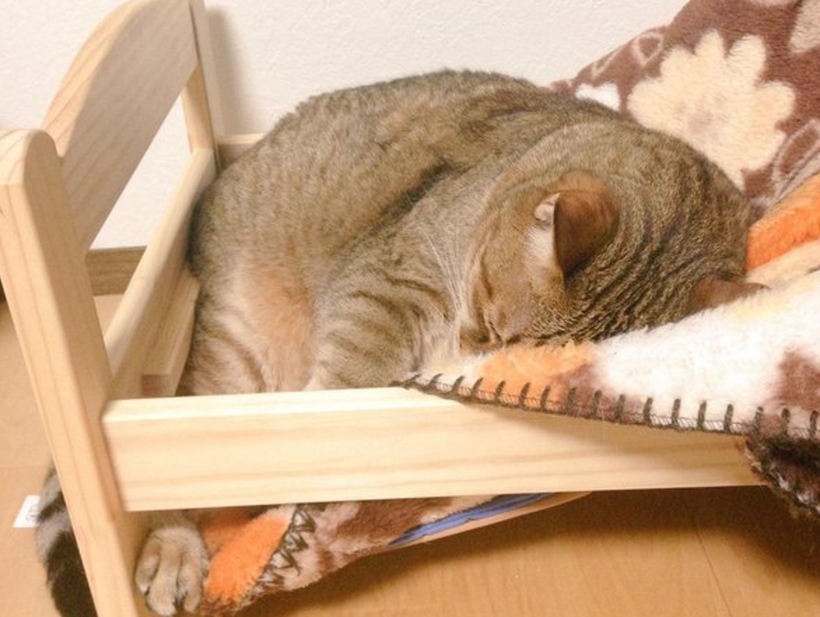 猫咪不肯减肥，上床睡觉一秒变悲剧！