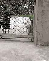 狗狗为了自由集体“越狱”，笼子竟然成了摆设！