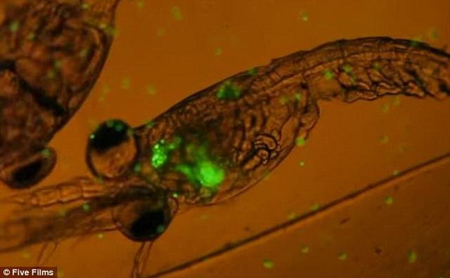 科学家发现诡异深海生物:钟形身体 蜘蛛触手