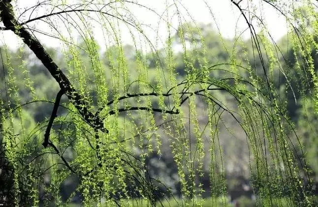 十首春日诗词，感受春风拂面-第10张图片-诗句网