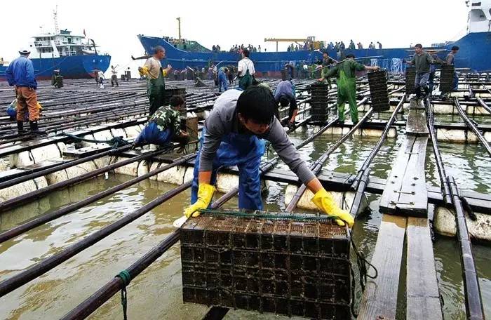 图看水产 | 霞浦渔排人家的傍海生活
