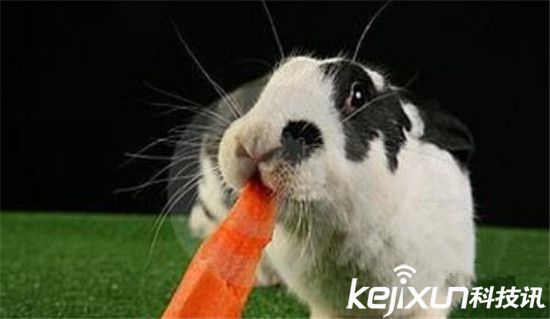 动物界十大误传趣闻：兔子爱吃萝卜