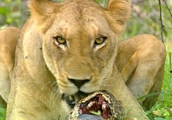这头狮子捕到一只乌龟，于是接下来狮子巨大的咬壳过程开始了！
