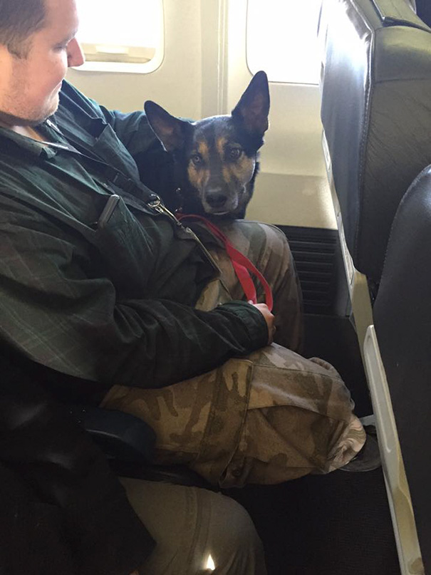宠物本来不允许被带上飞机，但这架飞机上却装满了宠物