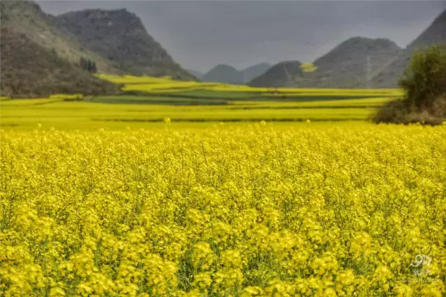 2021年羅平迎來油菜花最佳觀賞期就這幾天