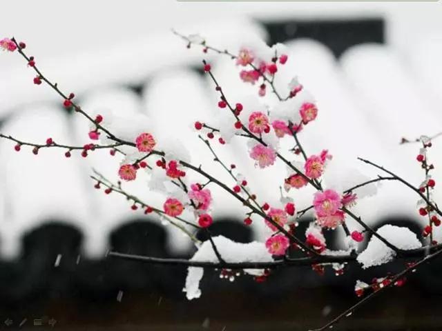 关于梅花的古诗20首 最经典的梅花诗图片