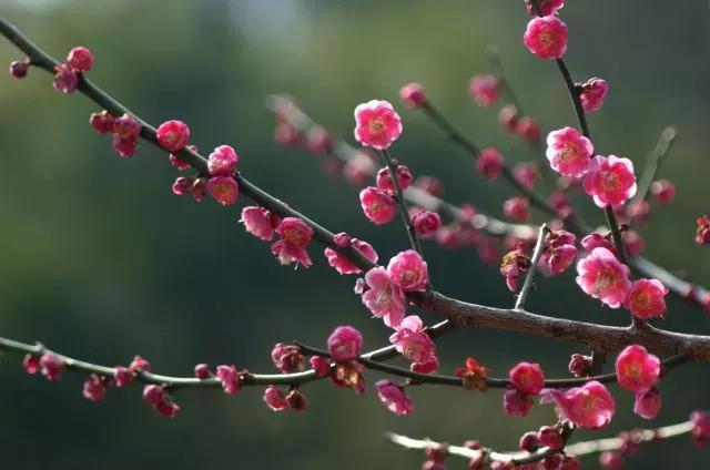 关于梅花的古诗20首 最经典的梅花诗图片