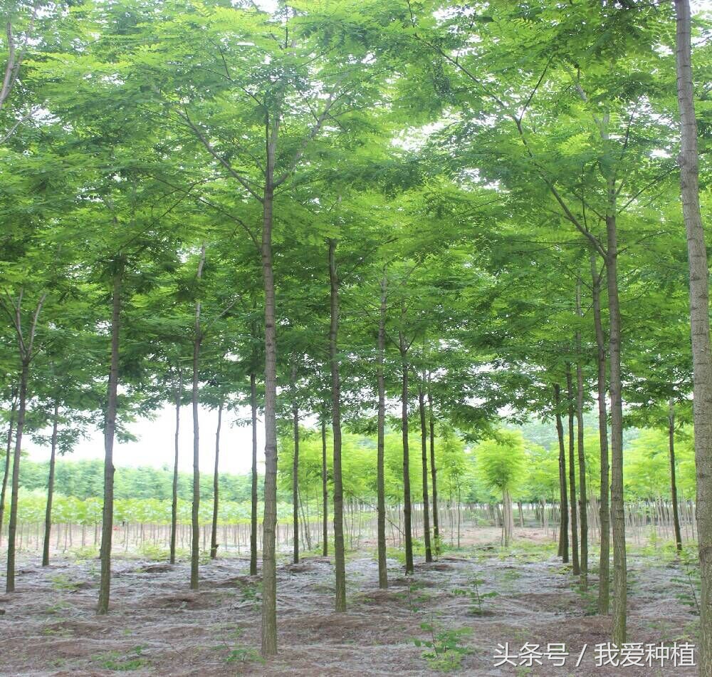 林业总局:“泓森槐”获国家植物新品种保护权，苗木人乐开了花!