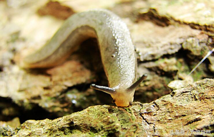 没有壳的蜗牛叫什么(无壳蜗牛的具体特征介绍)