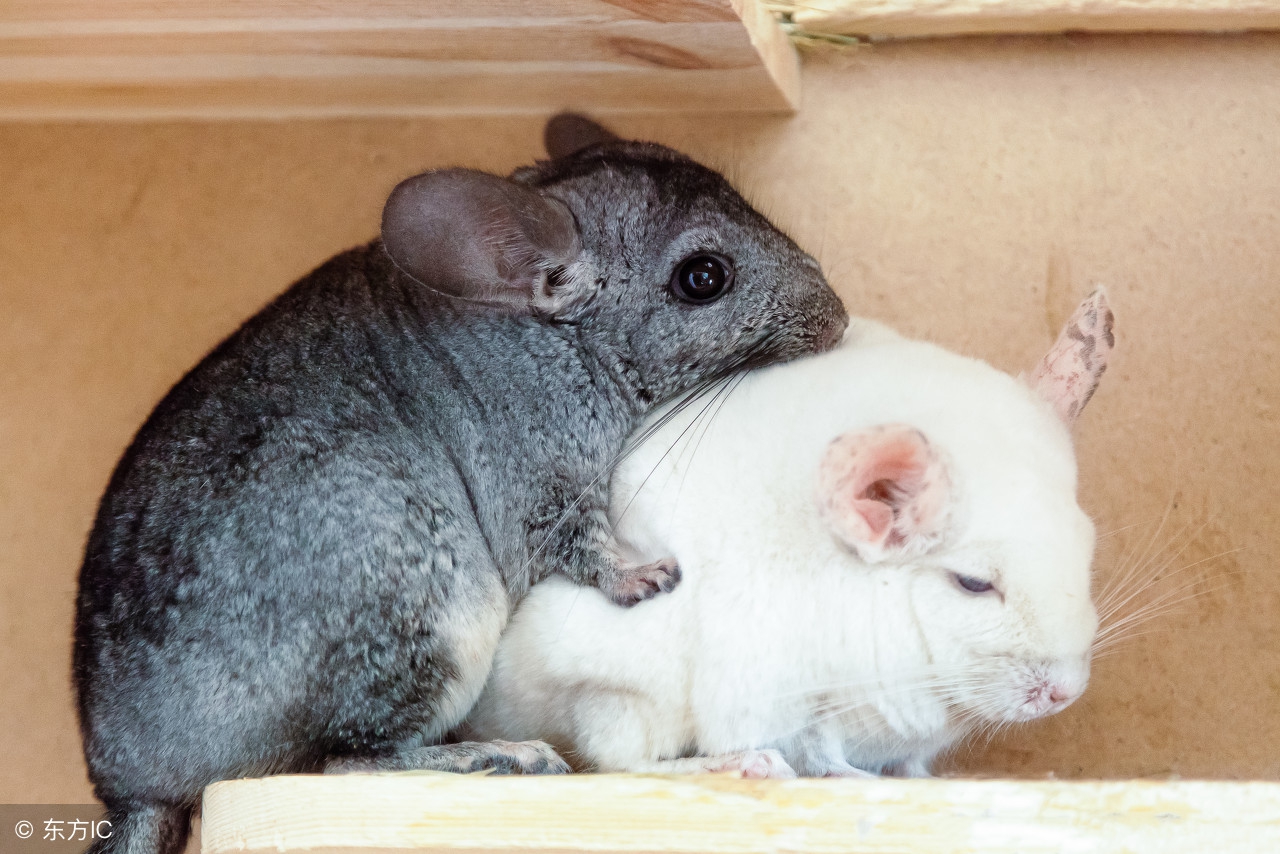 龙猫是鼠类吗龙猫是猫还是鼠类