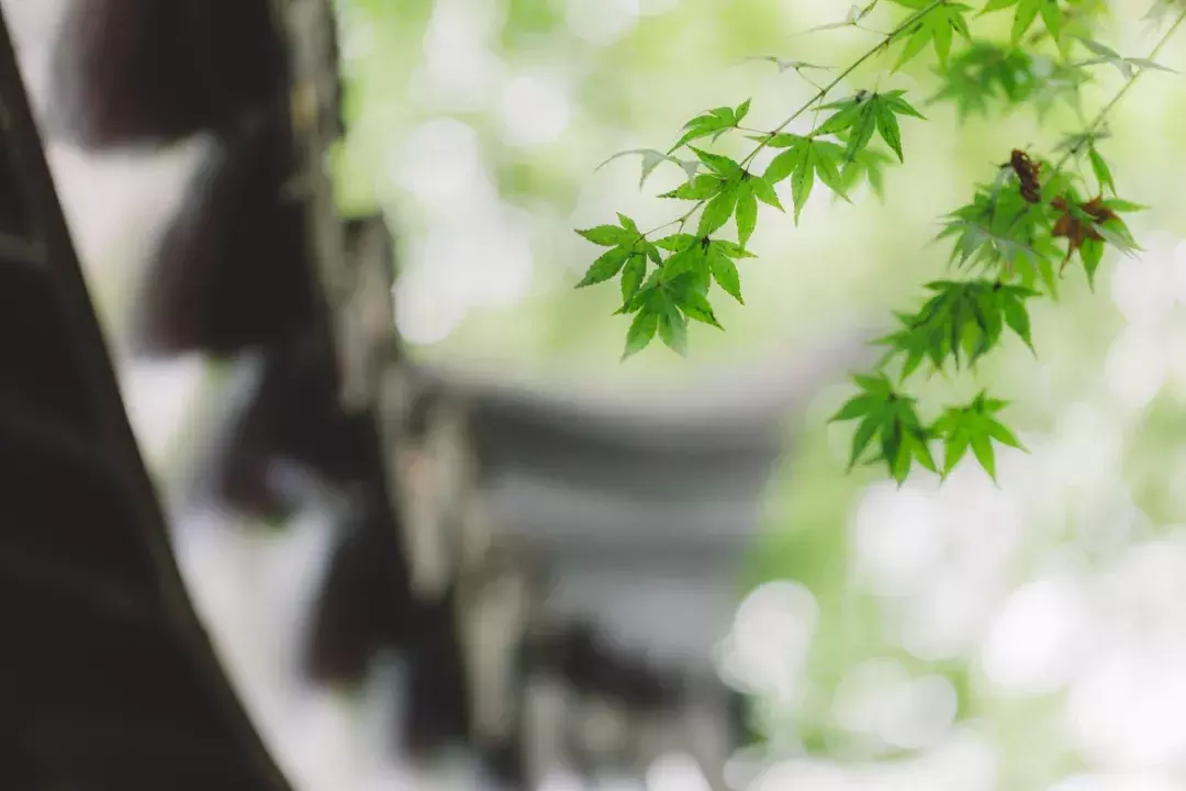 十首最美惊蛰诗词，春风化雨万物生-第7张图片-诗句网