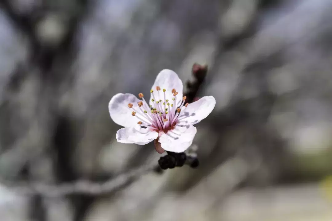 最美春日诗词，邂逅最美春愁-第8张图片-诗句网