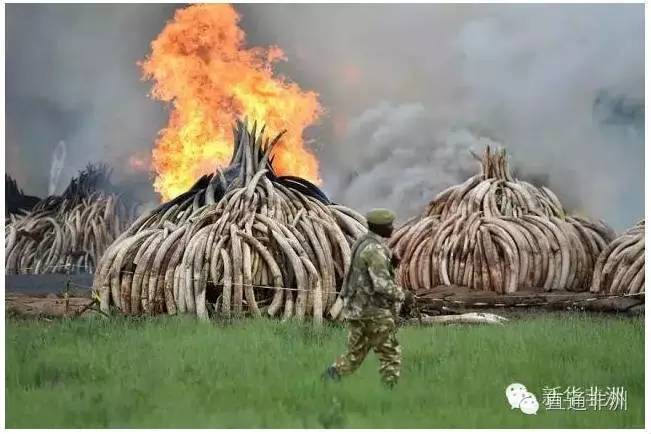 肯尼亚集中销毁象牙和犀牛角 规模空前