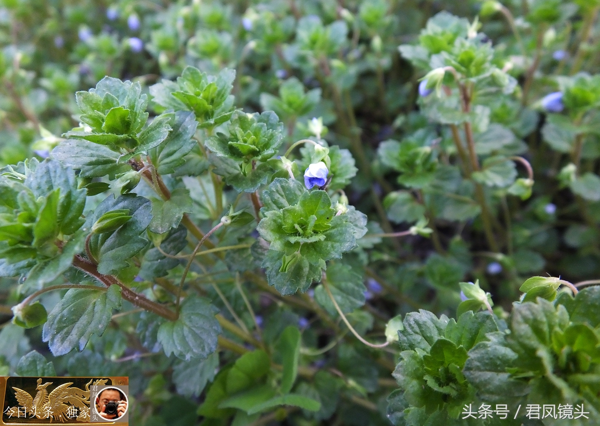 婆婆纳的功效与作用（婆婆纳的用药功效及配方）