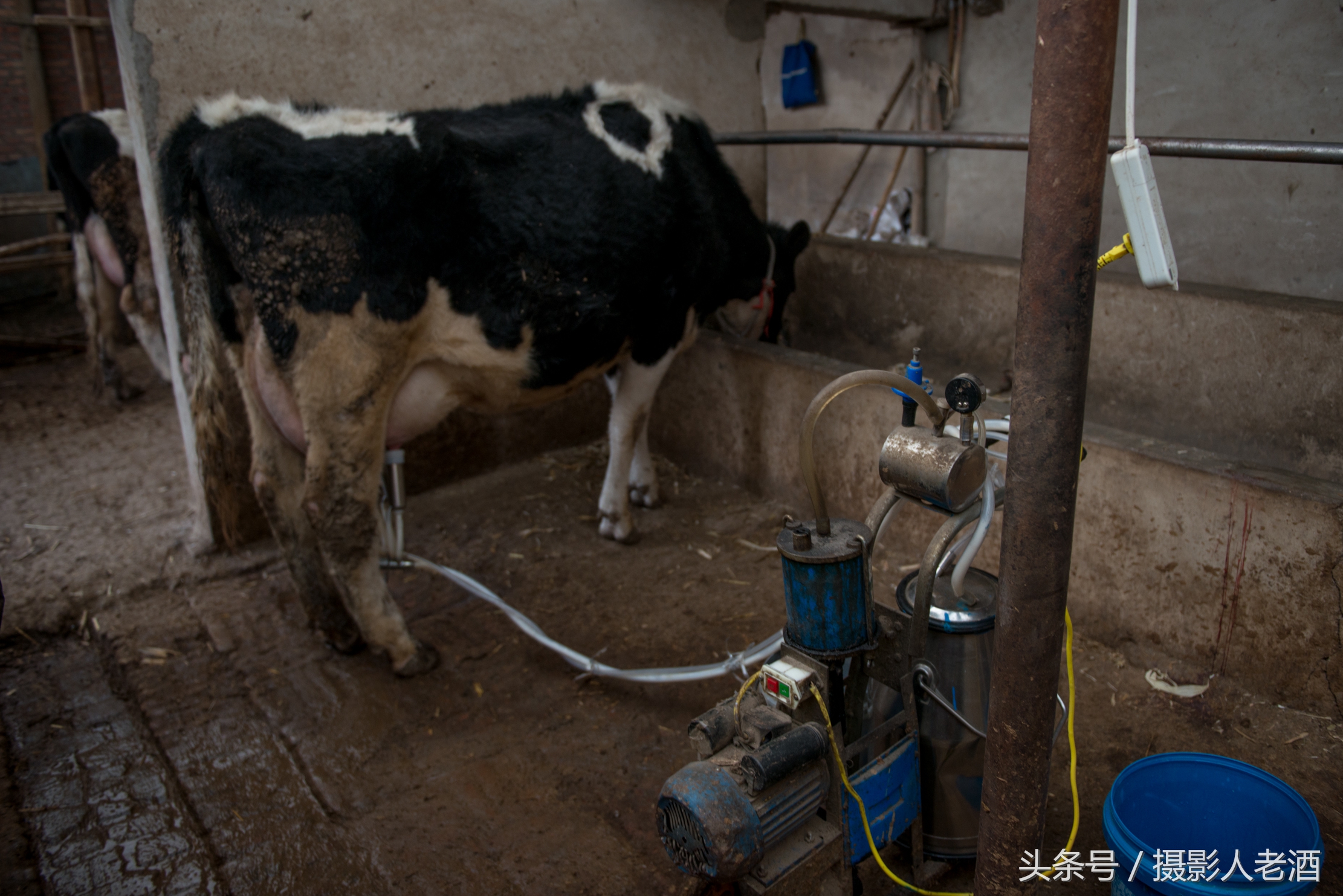 實(shí)拍壩上奶牛養(yǎng)殖戶機(jī)器擠奶，奶牛一邊吃著草，一邊就把奶擠了