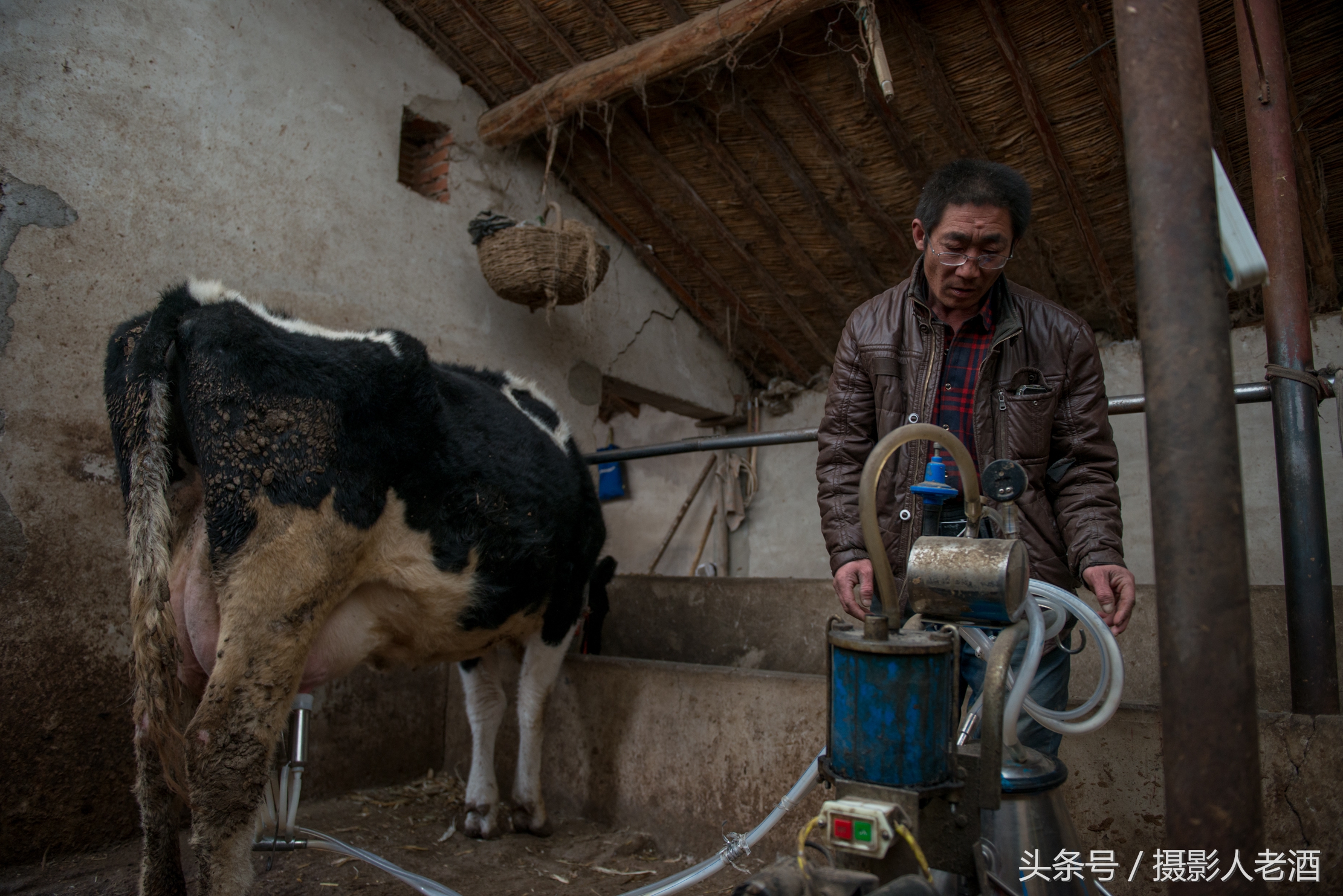 實(shí)拍壩上奶牛養(yǎng)殖戶機(jī)器擠奶，奶牛一邊吃著草，一邊就把奶擠了
