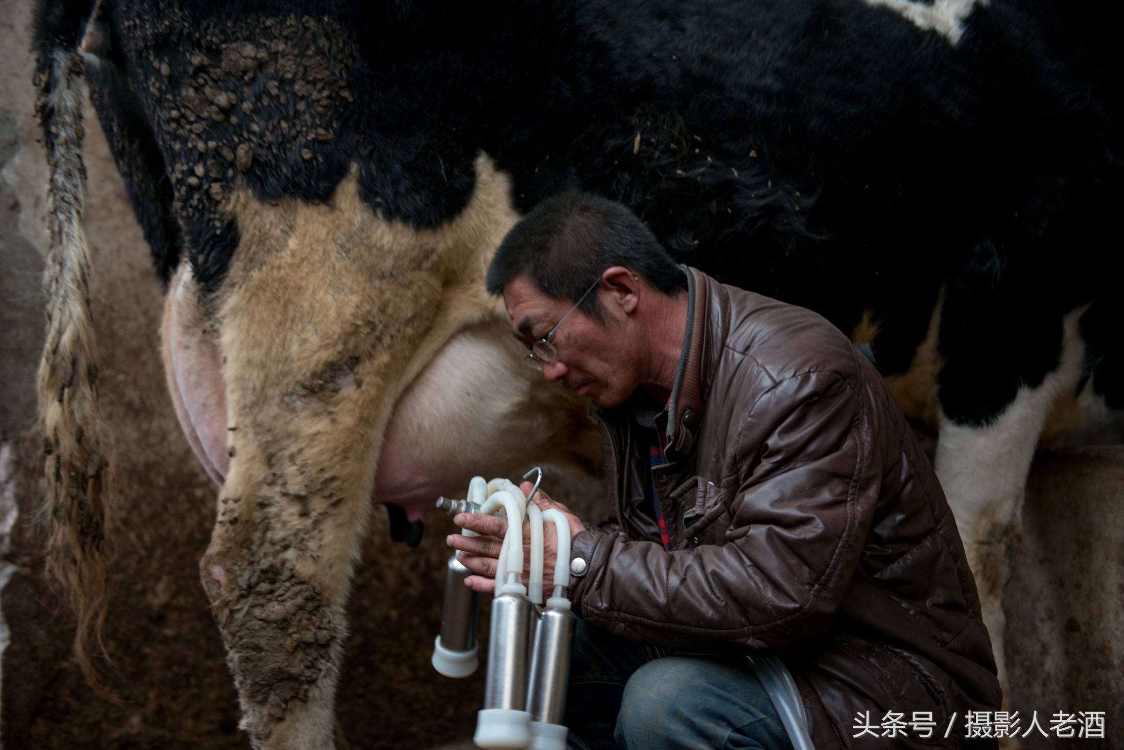 實(shí)拍壩上奶牛養(yǎng)殖戶機(jī)器擠奶，奶牛一邊吃著草，一邊就把奶擠了