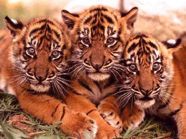 来不及长大4只老虎宝宝被冰冻起来，竟是为了神奇疗效，太心痛了