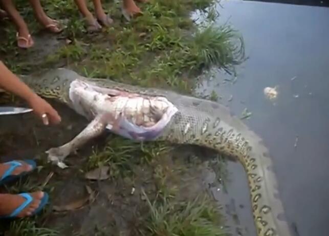 蟒蛇肚子大如牛，人们将蟒蛇开膛活剥之后，竟然发现一条大鳄鱼！