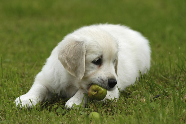 葡萄—狗狗不能吃的水果！