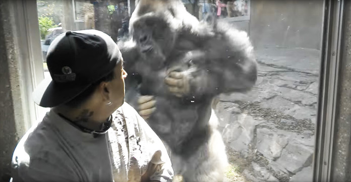被囚禁的黑猩猩不要命地撞击玻璃，吓得游客赶紧拿出手机