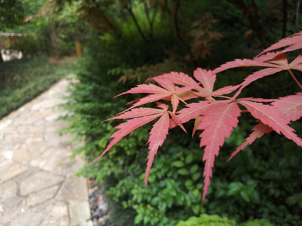 “經濟適用男”，榮耀暢玩5X大半年應用感受