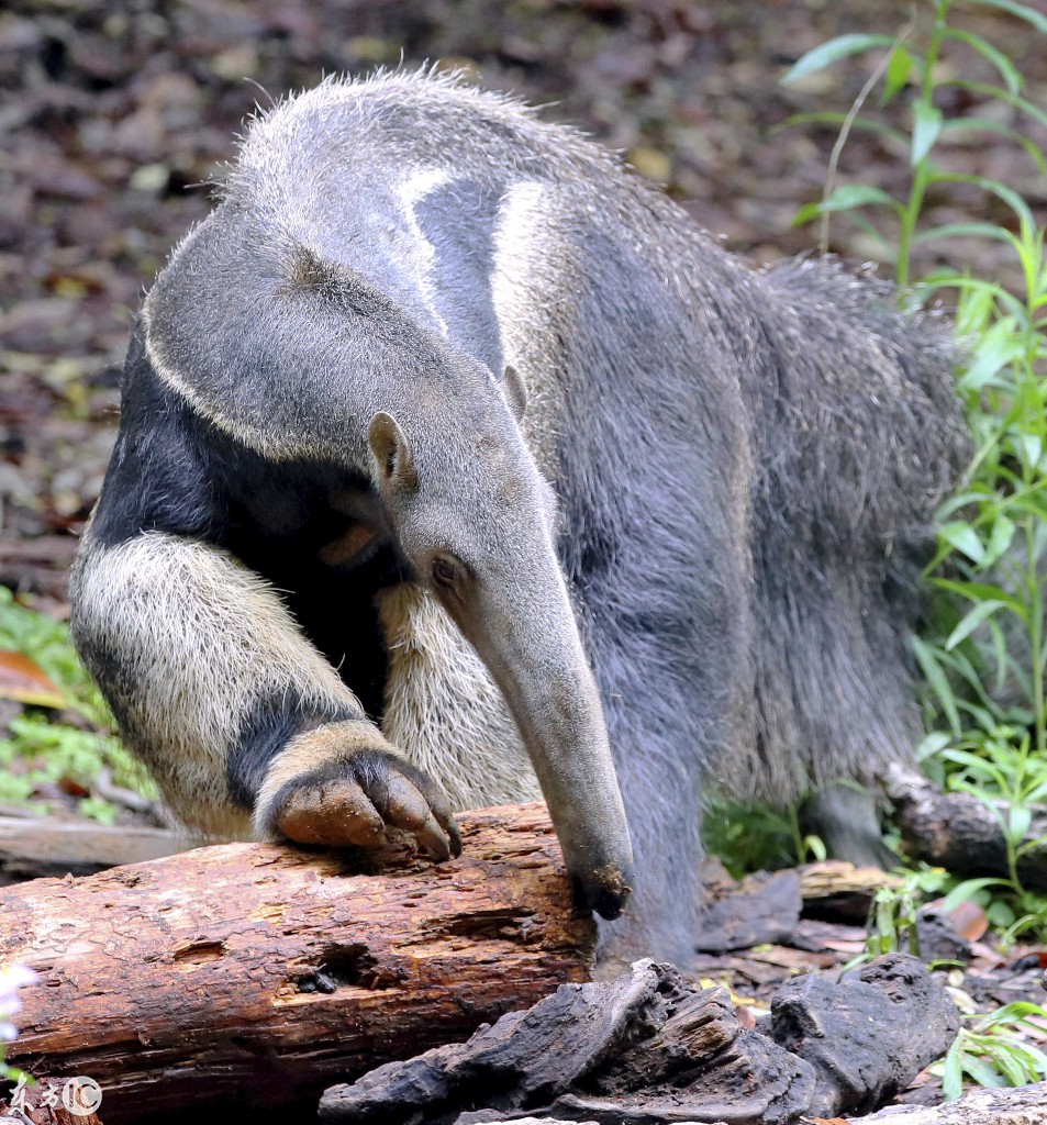吃蚂蚁的长嘴动物叫什么(嘴巴长长的吃蚂蚁的动物)-图5