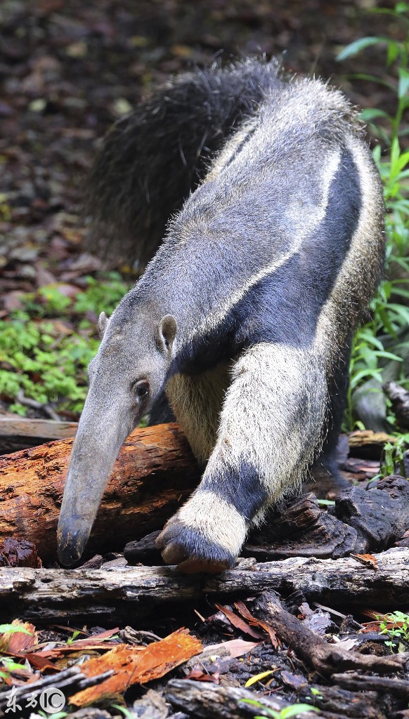 吃蚂蚁的长嘴动物叫什么(嘴巴长长的吃蚂蚁的动物)-图6