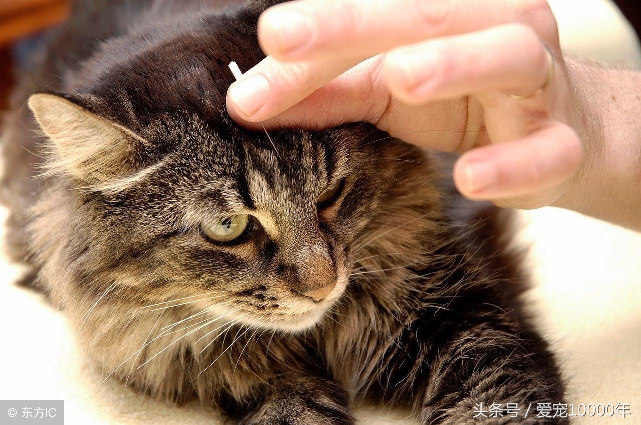 人不可貌相，猫可以：黑猫警长很温顺，中华田园猫其实很高冷