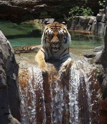 搞笑精选：这是我见过的最萌的老虎！
