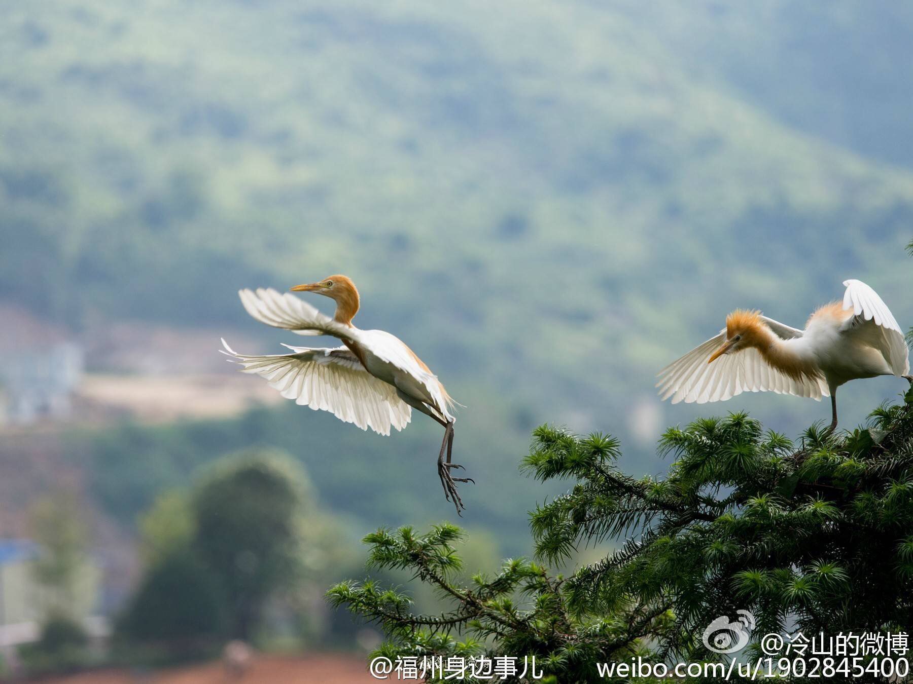 连江东湖鸟的天堂