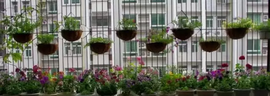 阳台养花也很讲究，你知道东西南北阳台都适合养什么花吗？