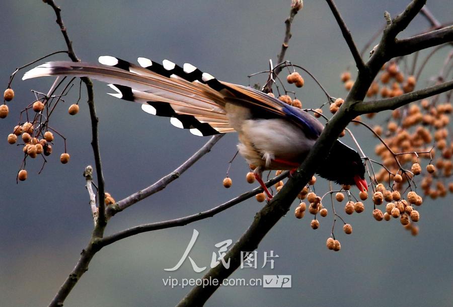 红嘴蓝尾喜鹊(安徽:珍稀红嘴蓝尾喜鹊现身金佛山)