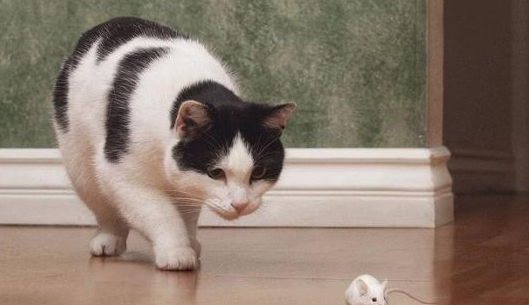 关于猫咪的弓形虫病，你知道平时要怎样注意才对吗？