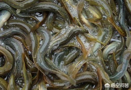 养殖泥鳅要投资多少钱，一亩地泥鳅的养殖利润是多少？