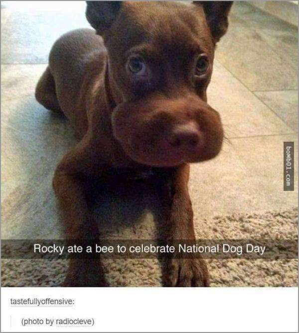 33張讓你開始相信“狗狗是世界上最搞笑動物”的呆萌爆笑狗狗