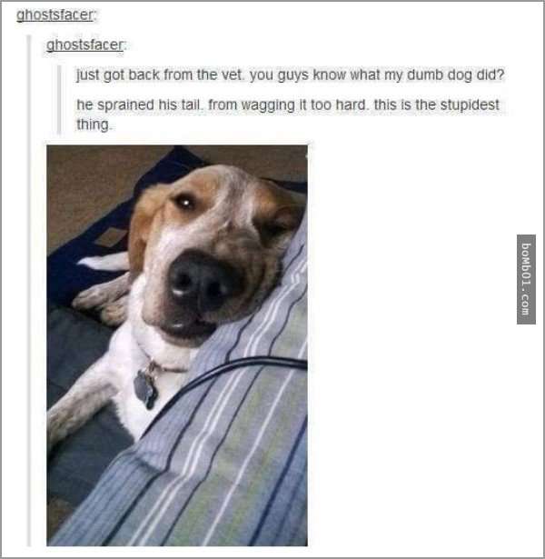 33張讓你開始相信“狗狗是世界上最搞笑動物”的呆萌爆笑狗狗