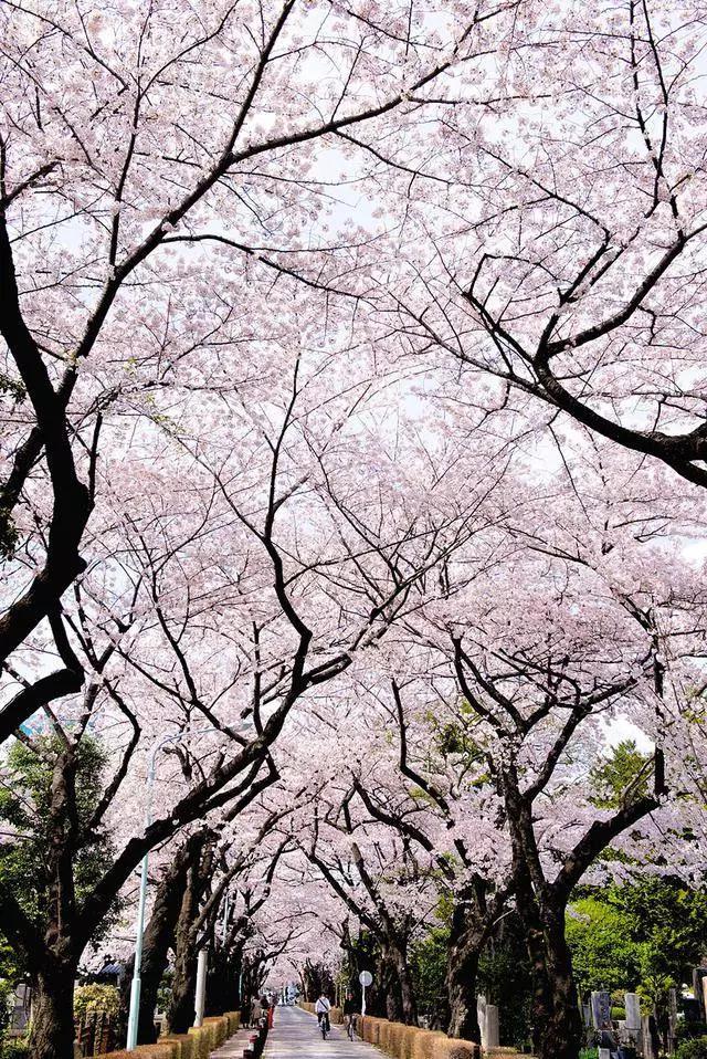 2016日本赏樱指南 现在就要计划起来