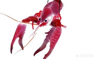龙虾弧菌病是什么症状 龙虾得了弧菌病怎么治