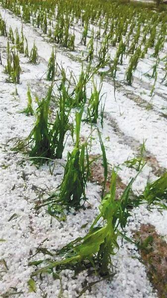 宝鸡陇县遭受特大冰雹袭击 部分农作物绝收