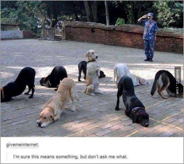 33張讓你開始相信“狗狗是世界上最搞笑動物”的呆萌爆笑狗狗