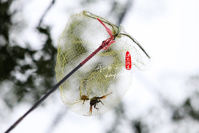 他是我遇见的第二个捕蝉人,姑且称他为"大乙",他是我在2016年6月13日
